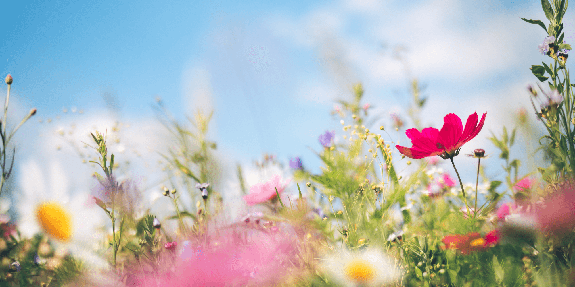 Website Header Spring26 (1)